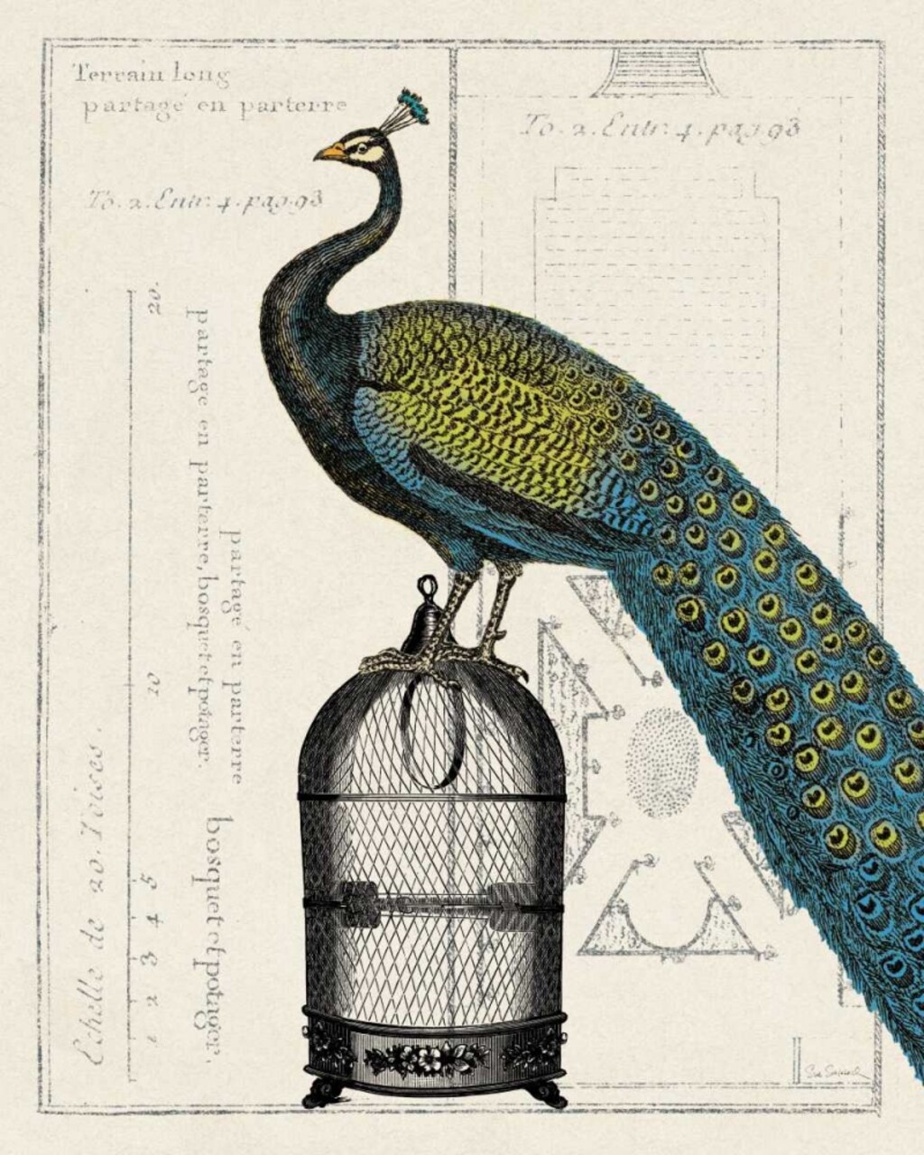 Peacock Birdcage II Poster Print by Sue Schlabach - Item # VARPDX10292